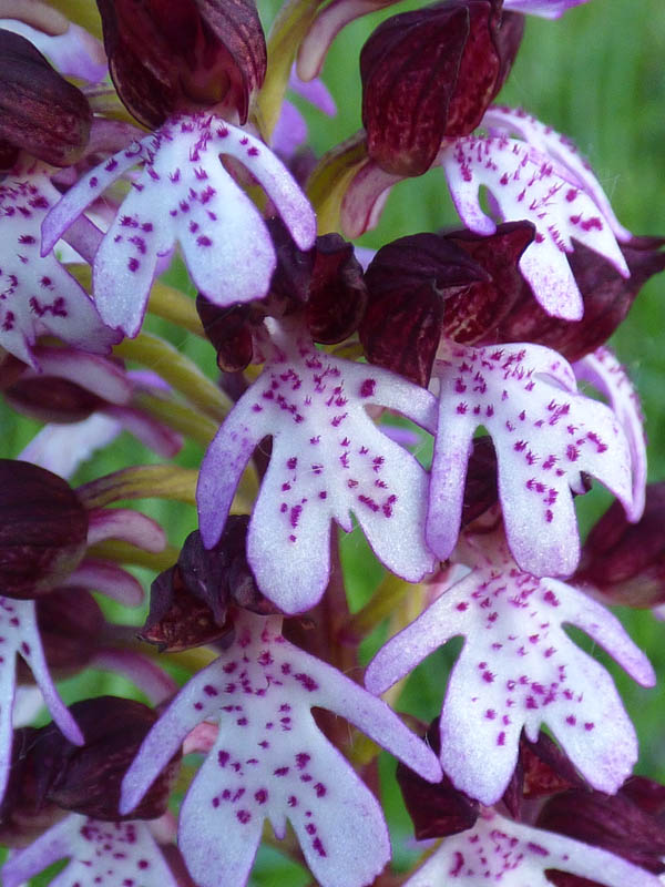 Orchis purpurea